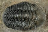 Detailed Reedops Trilobite - Atchana, Morocco #345030-1
